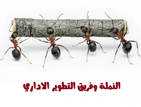 النمله وفريق الاداره نملة وصرصور وأسد في الشركة .. 2